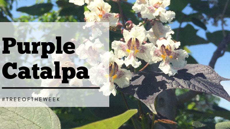 Tree of the Week: Purple Catalpa