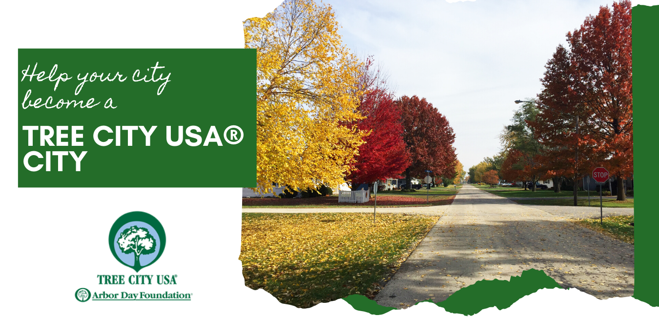 Help Your City Become a Tree City USA® City