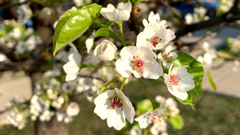 Blooming Brief: Redbud, Serviceberry, Ornamental Pear & More!