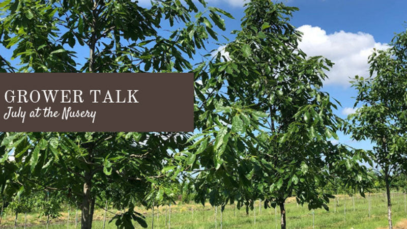 Grower Talk: July at the Nursery