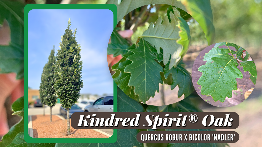 Tree Spotlight → Kindred Spirit® Oak