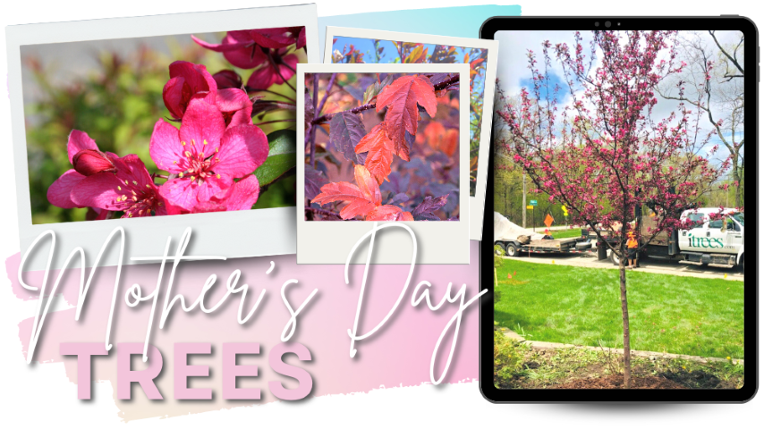 Mother's Day Trees