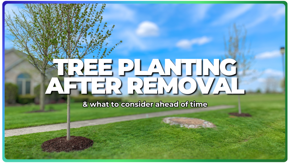 What Should I Consider Before Planting a New Tree Where My Old Tree Was?