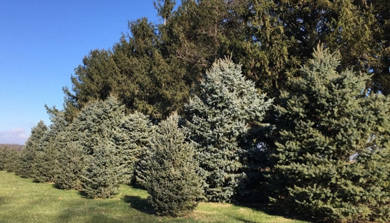 5 Best Trees for Creating a Windbreak