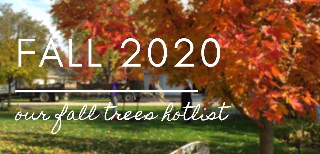 Fall 2020 — Our Fall Trees Hotlist