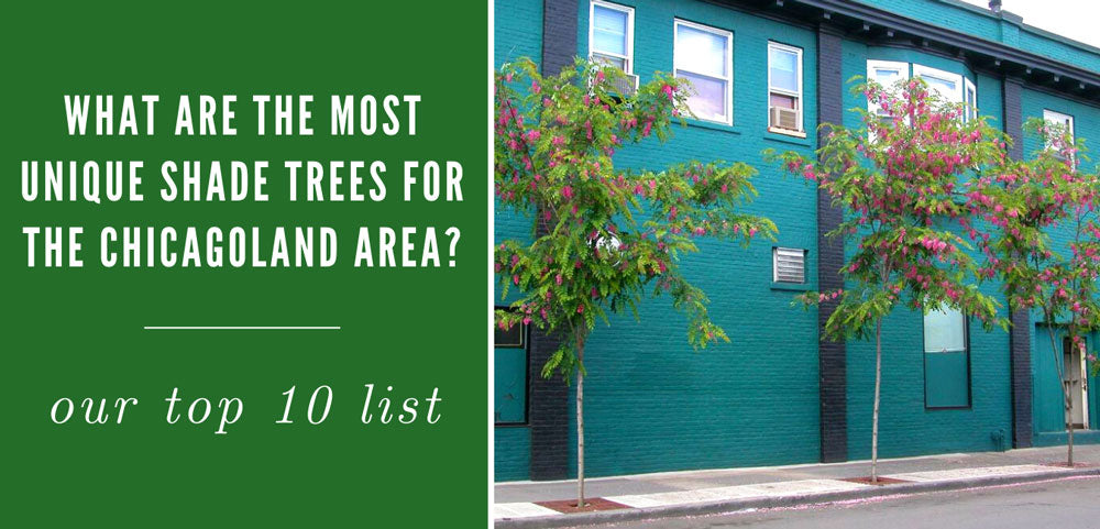 What are the Most Unique Shade Trees for the Chicagoland Area?