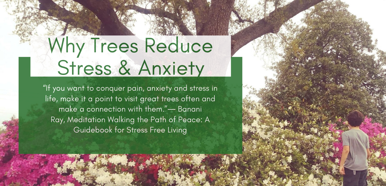 Why Trees Reduce Stress & Anxiety