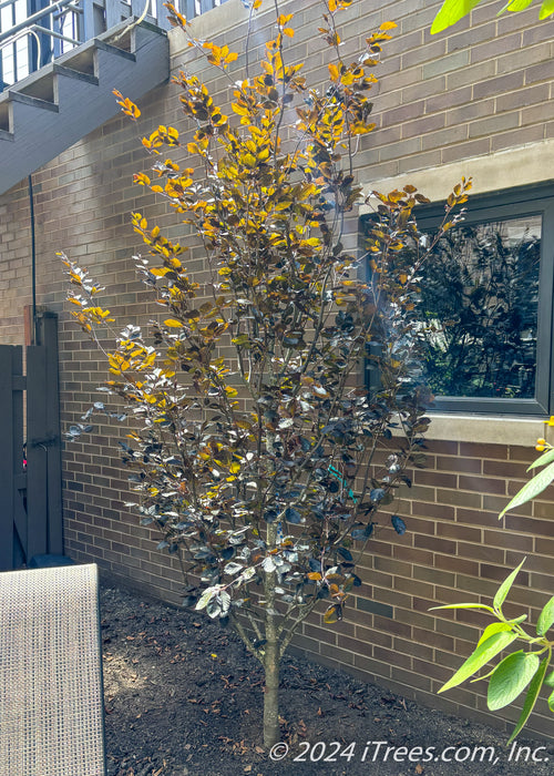 A newly planted Rivers Purple Beech installed near where an existing tree was removed in a back courtyard area.