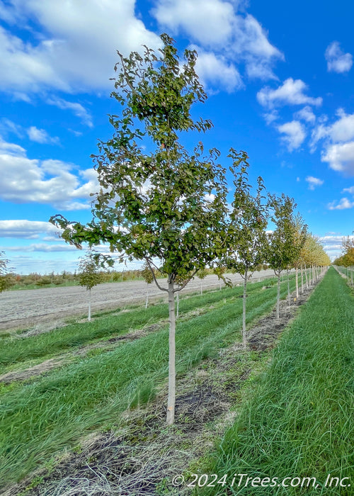 A row of Ruby Slippers Maple with green leaves and grey smooth trunks.