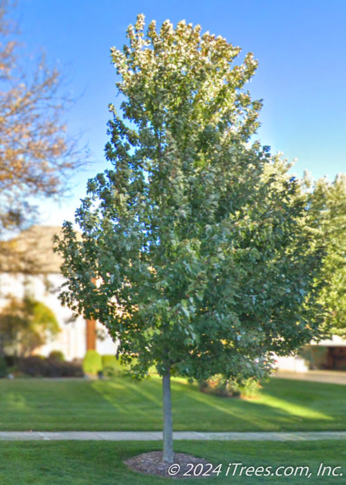 Sun Valley Red Maple planted on the parkway.