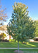 Sun Valley Red Maple planted on the parkway.