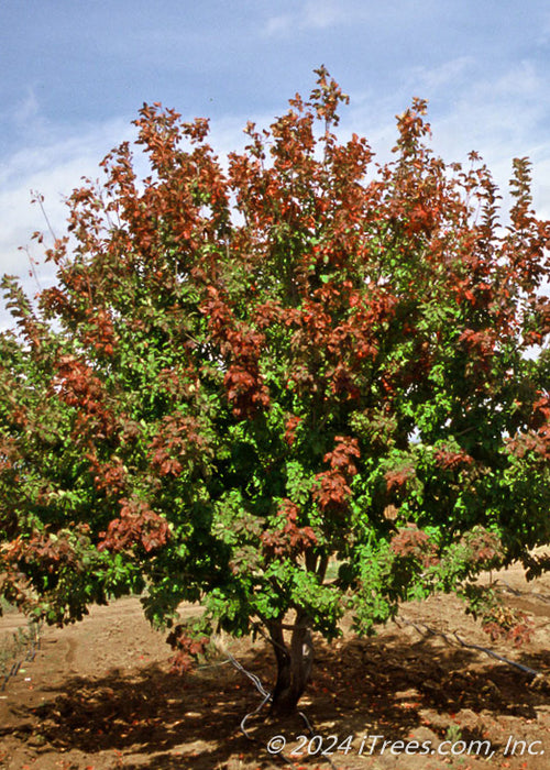 Multi-stem clump form Hot Wings with red fall color emerging on its crown.