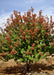 Multi-stem clump form Hot Wings with red fall color emerging on its crown.