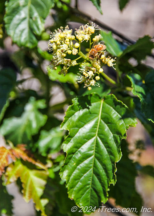 Closeup of a bumble bee pollinating an amur maple flower.