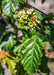 Closeup of a bumble bee pollinating an amur maple flower.