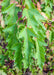 A closeup of green long sharply lobed slender leaves with red stems.