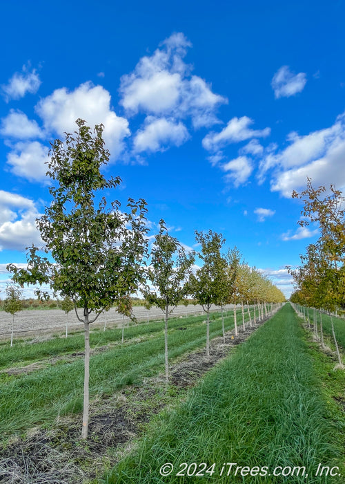 A row of Ruby Slippers Amur Maples in a nursery row with green leaves and grey smooth trunks.