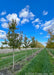 A row of Ruby Slippers Amur Maples in a nursery row with green leaves and grey smooth trunks.