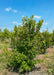 A low branched Ruby Slippers Maple with a shrub-like appearance with green leaves growing in a nursery row.