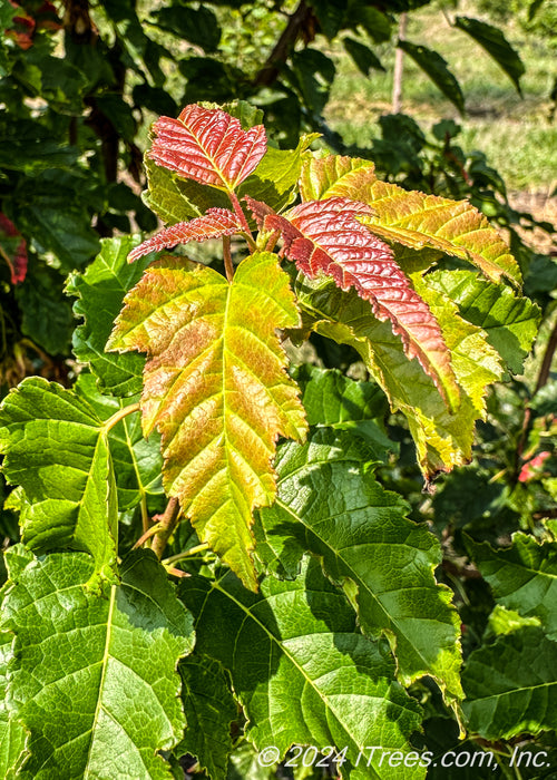 Closeup of newly emerged bright reddish-yellow to green leaves.