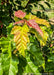 Closeup of newly emerged bright reddish-yellow to green leaves.