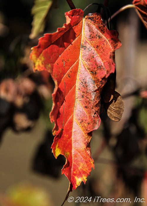 Closeup of a shiny red fall leaf.