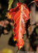 Closeup of a shiny red fall leaf.