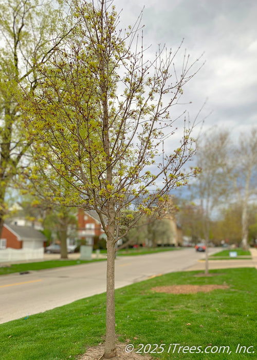 A young Deborah Norway Maple grows on a city parkway in early spring, seen with bare branches topped with small red buds and yellow flowers. 