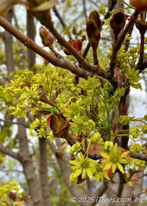 Closeup of Deborah Norway Maple small yellow spring flowers with red buds on bare branches.