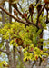 Closeup of Deborah Norway Maple small yellow spring flowers with red buds on bare branches.