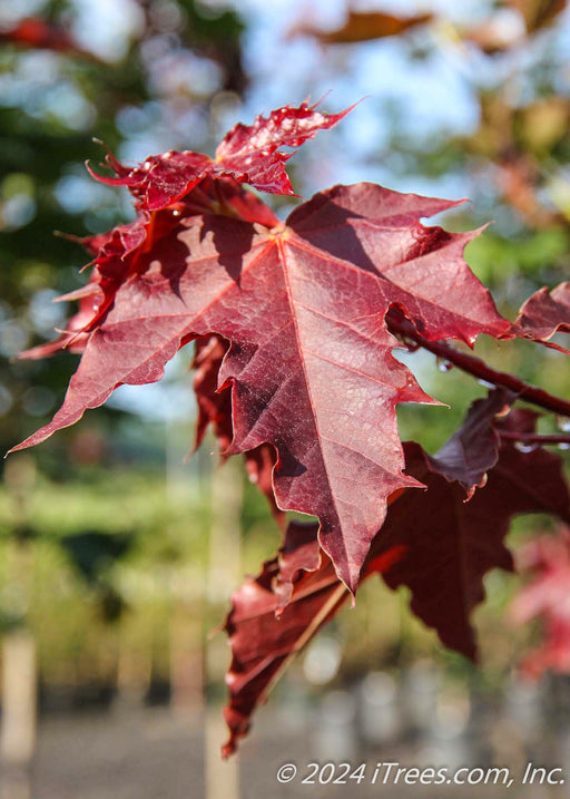 Closeup of a deep purple leaf.