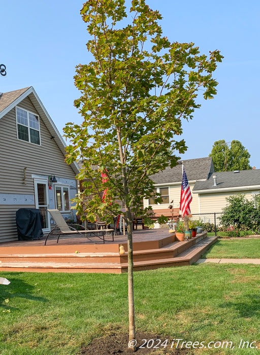 A newly planted Deborah Norway Maple with its green leaves, planted in a backyard near a deck and walkway.