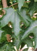Closeup of deeply lobed dark green leaves.