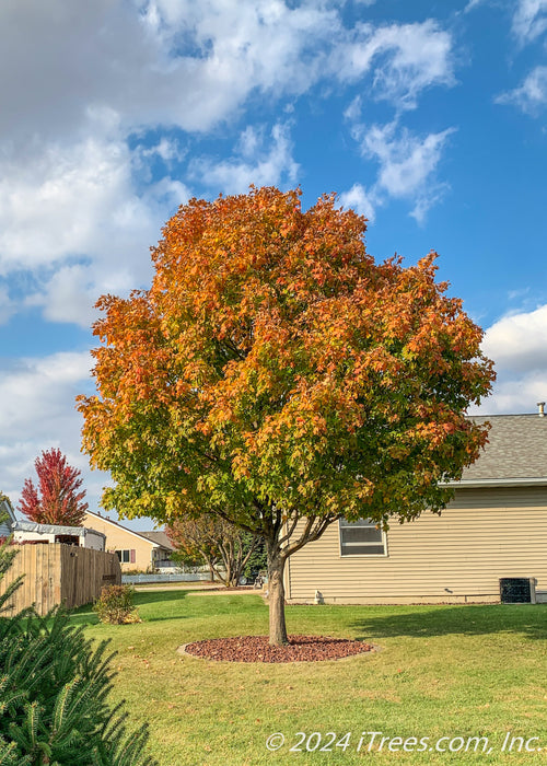 Green Mountain Sugar Maple planted in a backyard showing transitioning fall color from green at the canopy base going up to bright red-orange.