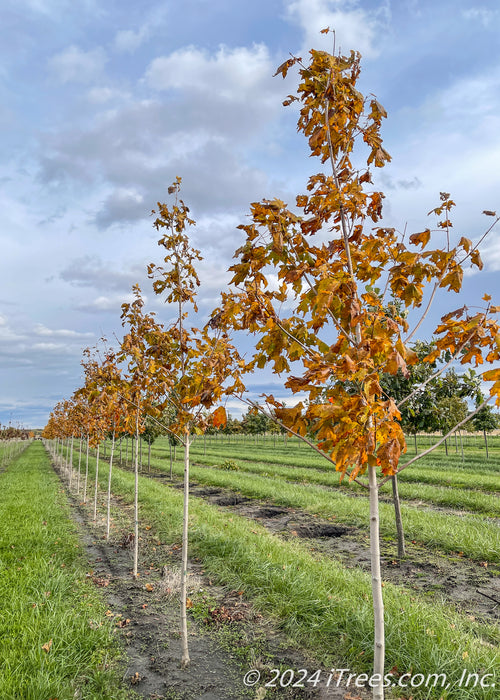 A row of Green Mountain sugar maple in the nursery with yellow-orange fall color and light grey trunks.