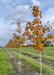 A row of Green Mountain sugar maple in the nursery with yellow-orange fall color and light grey trunks.
