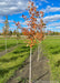 A closeup of Matador Maple in the nursery with fall color, and a silvery grey trunk.