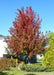 A maturing Matador Maple with dark wine red leaves and silvery grey trunk, planted in a backyard near a chainlink fence that runs along the side yard.