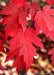 Closeup of dark red sharply lobed leaves.