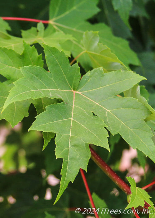 Closeup of a dark green leaf with sharply pointed lobes, yellowish-red veins attached to a reddish-brown branch.