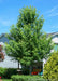 A maturing Matador Maple with rich green leaves and a silvery grey trunk. Planted in a backyard near a chain link fence that runs along the side yard blocking the neighbor's back patio.