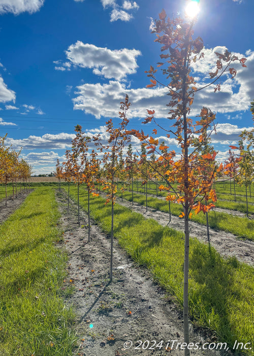 A nursery row of Matador Maple in fall with blue cloudy skies, and grass strips between rows of trees.