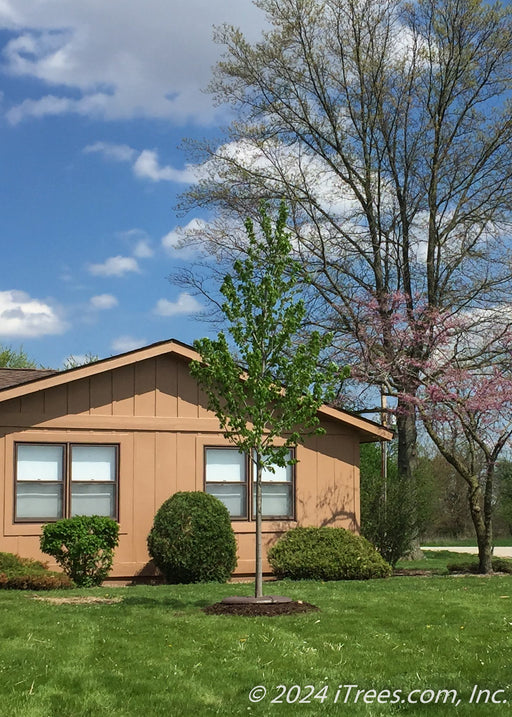 A newly planted Celebration Maple with green leaves planted in the front yard of a country home.