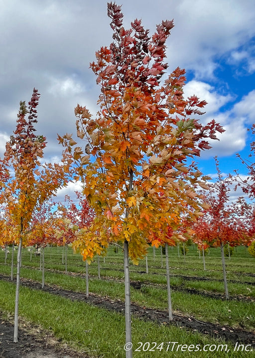 A picture of Celebration Maple in a nursery row showing an array of colors from yellow, to orange to deep red going up the tree's canopy.