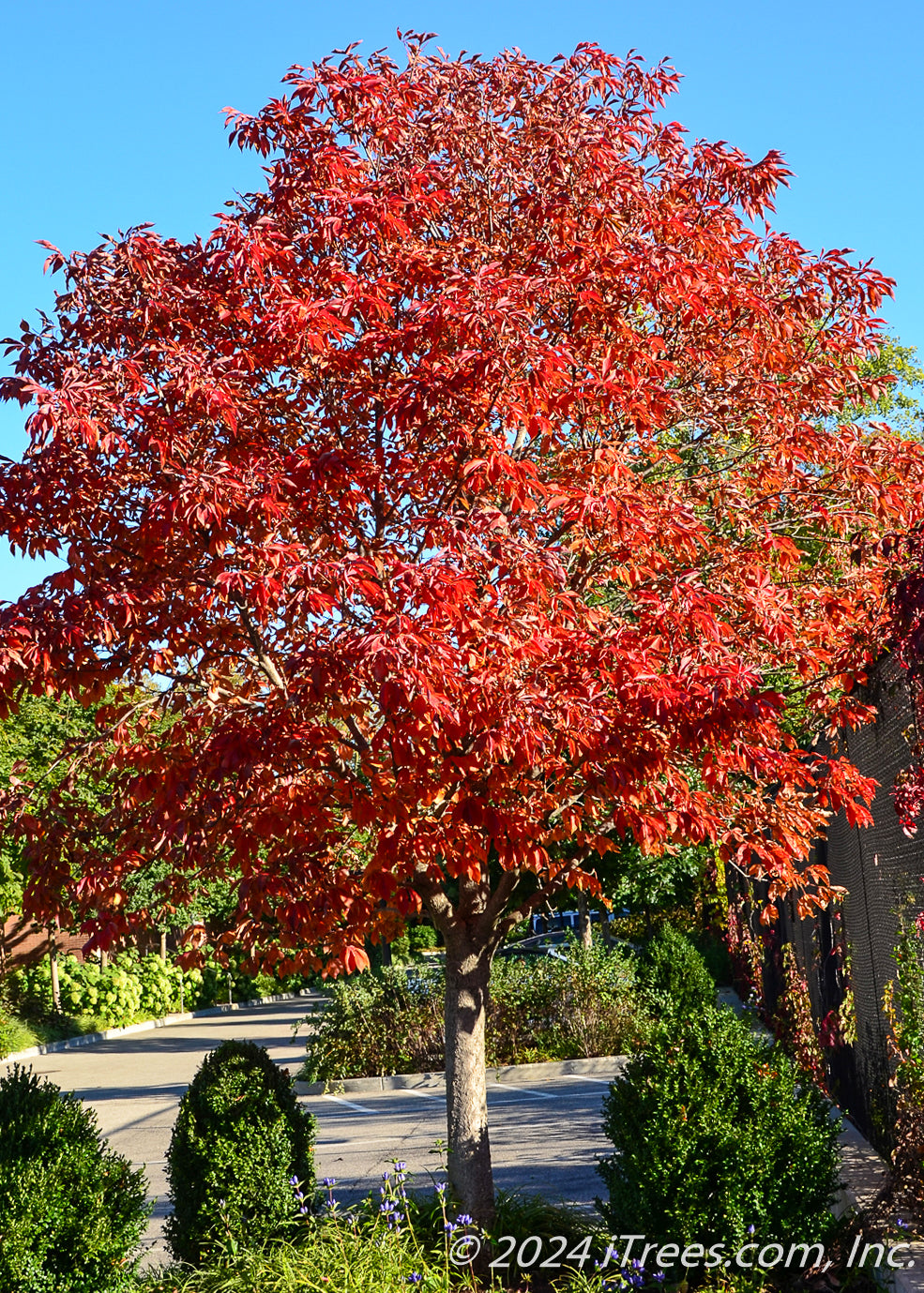 Early Glow Ohio Buckeye