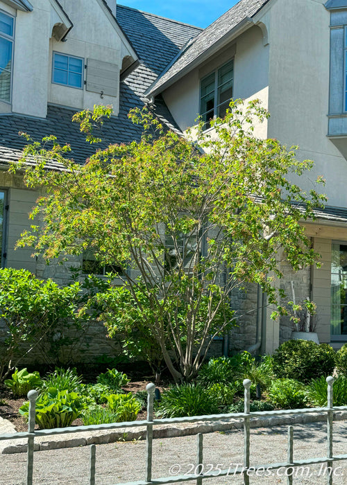 An Autumn Brilliance Serviceberry planted within a fenced in front landscape, in the front landscape bed. Seen with green leaves.