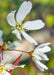 Closeup of glistening five petal white flowers with yellow centers. 