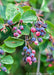 Closeup of lustrous green leaves, and ripened edible blueberry-like fruit.