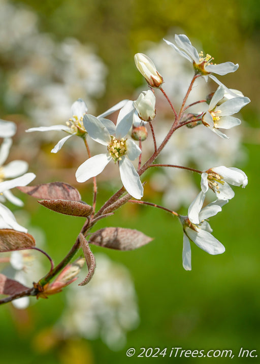 Closeup of new bronze-purple leaves with a white fuzzy undersitde, and crisp white five petal flowers with yellow centers. 