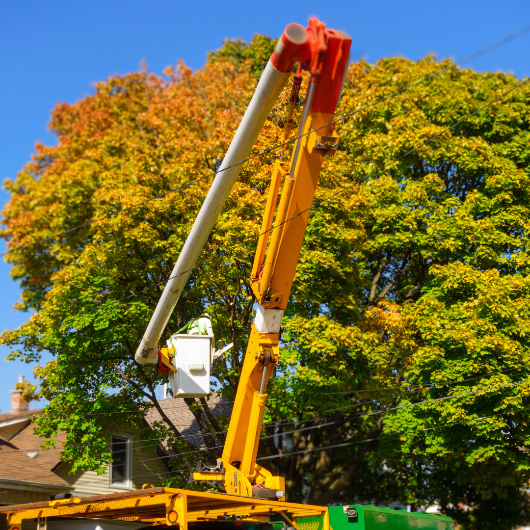 Program Benefits for Arborists